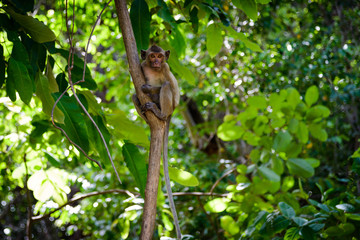 National Park Monkey