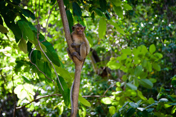 National Park Monkey
