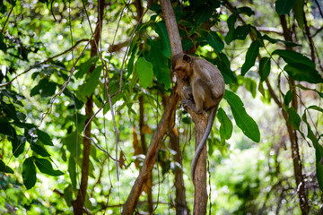 National Park Monkey