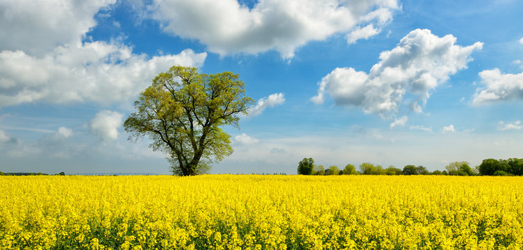 Field of Rapeseed blossoming, solitary Linden  Tree under Blue Sky with Clouds