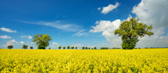 Kulturlandschaft im Frühling, blühendes Rapsfeld, große solitäre Linde, blauer Himmel