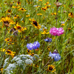 Wild Flowers in an English Garden