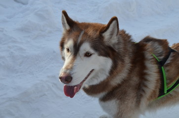 Хаски собака