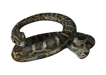 3D Rendering Burmese Python on White