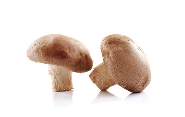 Shiitake mushroom isolated on white background