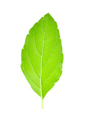 Fototapeta premium basil leaf isolated on white background