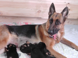 The happy mother. Feeding German shepherd puppies.