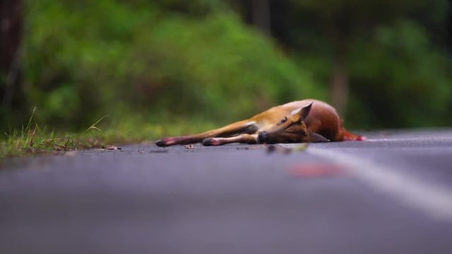 wild barking deer injuries from being hit by a car The incident took place on the road in Khao Yai National Park.