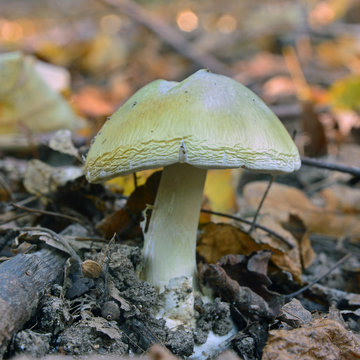 the deathcap mushroom