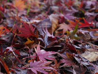 紅葉の絨毯
