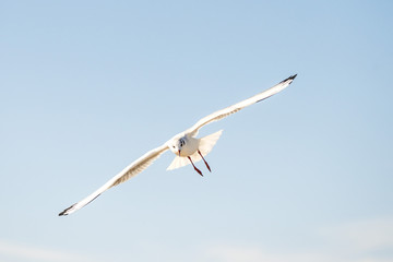 Seeschwalbe im Flug über die Ostsee in Polen