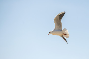 Seeschwalbe im Flug über die Ostsee in Polen