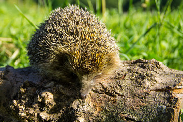 Young prickly hedgehog on the log