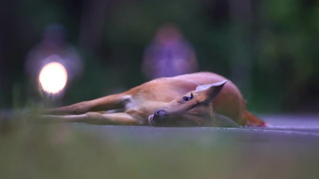 wild barking deer injuries from being hit by a car The incident took place on the road in Khao Yai National Park.