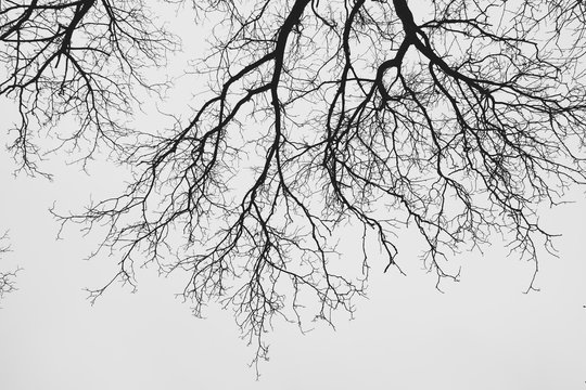 Dark Tree