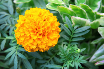 Marigolds (Tagetes erecta, Mexican marigold, Aztec marigold, African marigold)