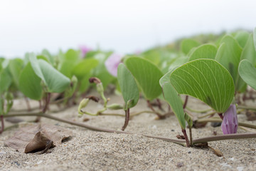 Ipomoea purpurea morning glory flower