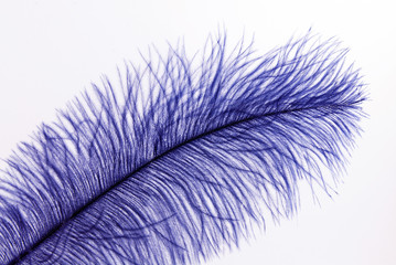 blue fluff (tender feather of an African ostrich) on a white background