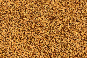 Sun dried grains on the street.
