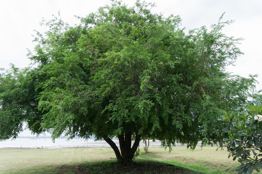 tamarind tree