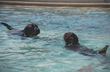Dogs swimming in the fountain at hot summer.
