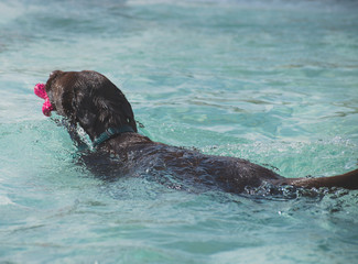 The dog is swimming in the pool.