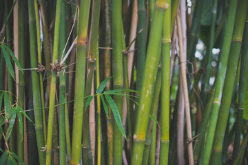 Bamboo in the rainforest. Suitable for background.