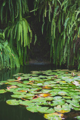 Water lilies in a pond in the jungle.