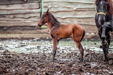 Newborn colt walks in winter in the pen