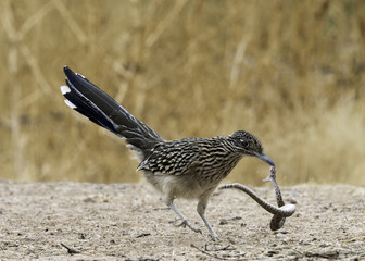 Greater roadrunner vs  diamondback rattlesnake