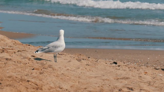Big beautiful white seagull walks on the shore of the clear blue sea on the sand