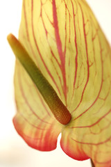floral objects on a white background