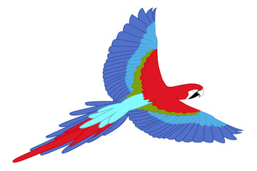 Perroquet en vol sur fond blanc (illustration)