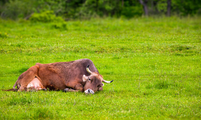 Fototapeta premium brown cow rests on a grassy meadow. cute animal emotion, act like a cat