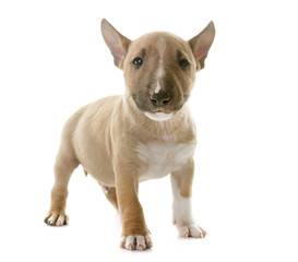 miniature bull terrier