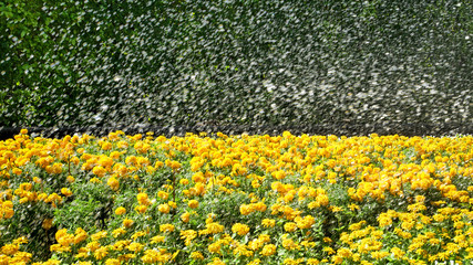 Yellow Flowers Field with Splashing Water
