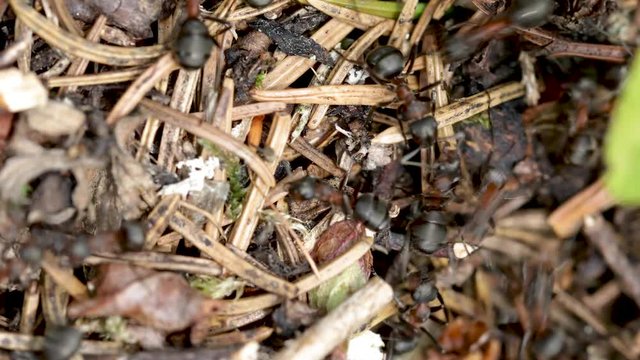 Wild ant hill in the forest closeup