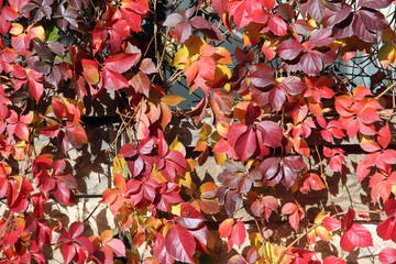 Fototapeta na wymiar Leaves of the creeper on the garden wall for background