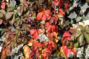 Leaves of the creeper on the garden wall for background