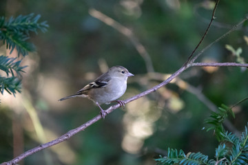 Female Chaffinch Perched in Woodland