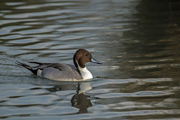 Pintail Duck Male in Sunlight