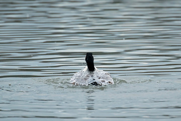 Canada Goose Bathing with Water on Back