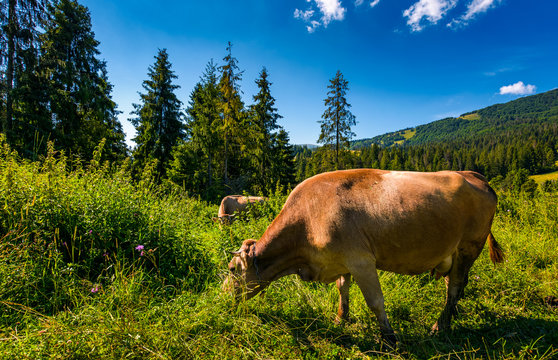 cow grazing in a tall grass near the forest. beautiful summer scenery in mountains
