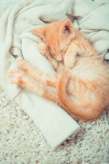 Little red kitten. Cat lies on the fluffy carpet at home. Little Kitten Sleeps. Close-up of  sleeping kitten

