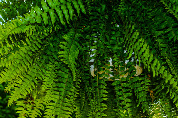 Closeup of Hanging Boston Fern