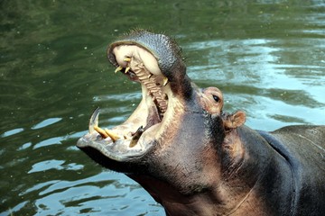 Hippo with open Mouth 