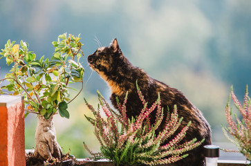 cat in the balcony with flower and ficus bonsai tree
