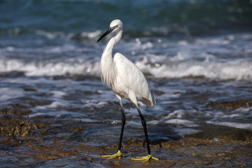 White heron by the sea hunts for fish
