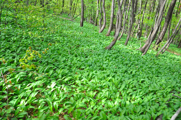 Wild garlic ramson or bear garlic growing in forest in spring. Ramson field under a mountain