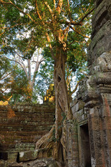 Ta Prohm temple, Angkor Wat, Cambodia